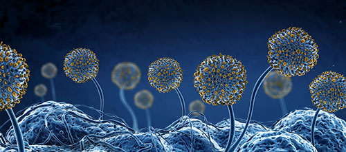 Mold Spores